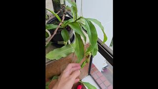 watering