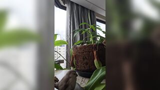 watering